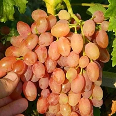 Виноград КИШМИШ ЛУЧИСТЫЙ  Виноград КИШМИШ ЛУЧИСТЫЙ в Кургане