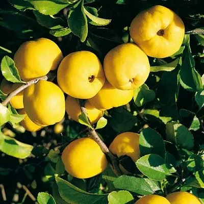 Айва ЦЕЗАРЬ  Айва ЦЕЗАРЬ в Кургане