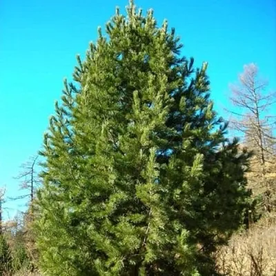 Сосна кедровая сибирская  Сосна кедровая сибирская в Кургане