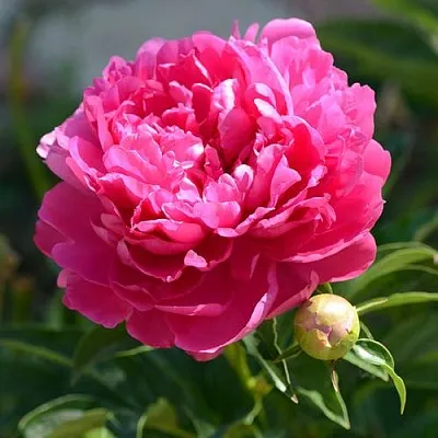 Пион БУШЕЛА травянистый  Пион БУШЕЛА травянистый в Кургане