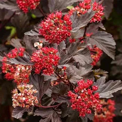 Пузыреплодник РЕД БАРОН  Пузыреплодник РЕД БАРОН в Кургане