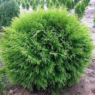 Туя ЛИТЛ ЧЕМПИОН западная  Туя ЛИТЛ ЧЕМПИОН западная в Кургане