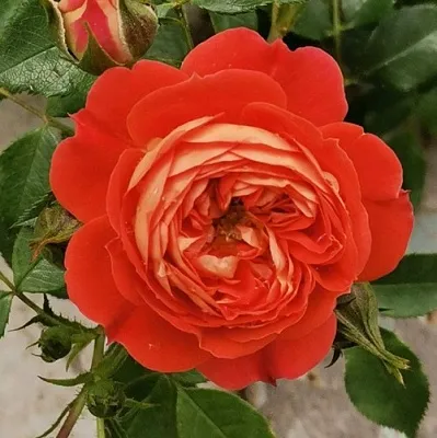 Саженцы роз СТАРЛЕТ РОУЗ КАРМЕН плетистая  Саженцы роз СТАРЛЕТ РОУЗ КАРМЕН плетистая в Кургане