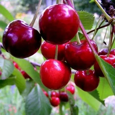 саженцы черешни саженцы черешни