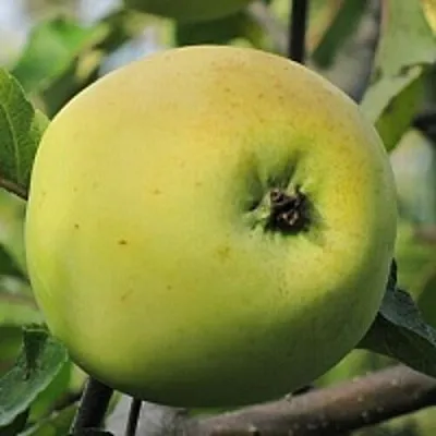 Яблоня РОССИЯНКА  Яблоня РОССИЯНКА в Кургане