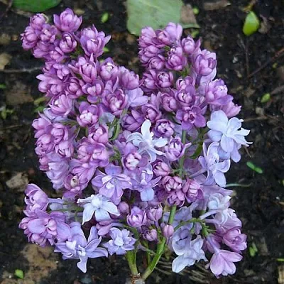 Сирень НАДЕЖДА  Сирень НАДЕЖДА в Кургане