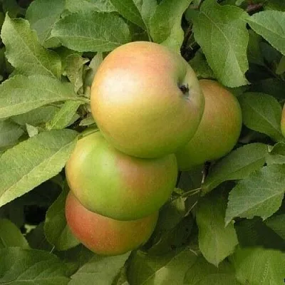 Яблоня ВЕРБНОЕ в Кургане