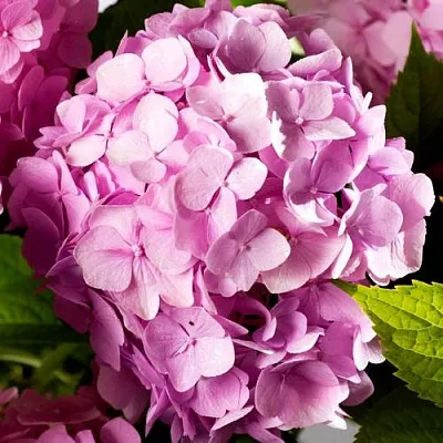 Гортензия БУКЕТ РОУЗ крупнолистная  Гортензия БУКЕТ РОУЗ крупнолистная в Кургане
