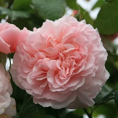 Саженцы роз РОЗ ДЕ ТОЛБИАК плетистая  Саженцы роз РОЗ ДЕ ТОЛБИАК плетистая в Кургане