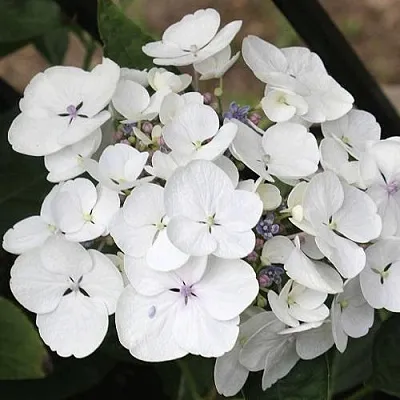 Гортензия ЛИБЕЛЛЕ крупнолистная  Гортензия ЛИБЕЛЛЕ крупнолистная в Кургане