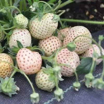 Клубника АНАНАСА ремонтантная в Кургане