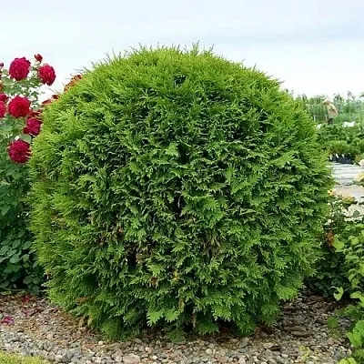 Туя ВУДВАРДИ западная  Туя ВУДВАРДИ западная в Кургане