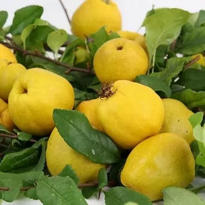 Айва ЯПОНСКАЯ  Айва ЯПОНСКАЯ в Кургане