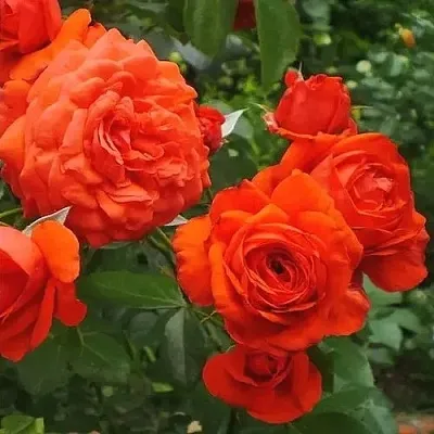 Саженцы роз МАЙНТАУЭР плетистая  Саженцы роз МАЙНТАУЭР плетистая в Кургане