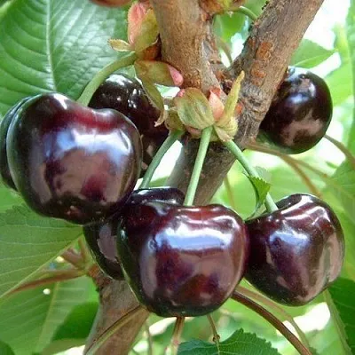 Черешня МУСКАТНАЯ  Черешня МУСКАТНАЯ в Кургане