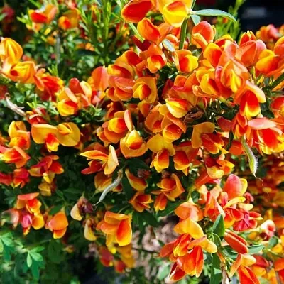 Ракитник АНДРЕАНУС  Ракитник АНДРЕАНУС в Кургане