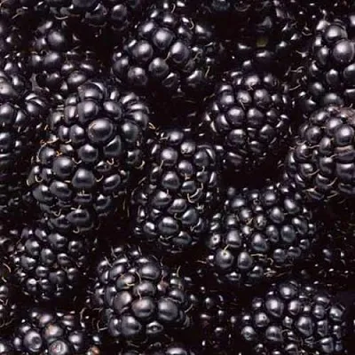 Ежевика ОРКАН бесшипная  Ежевика ОРКАН бесшипная в Кургане