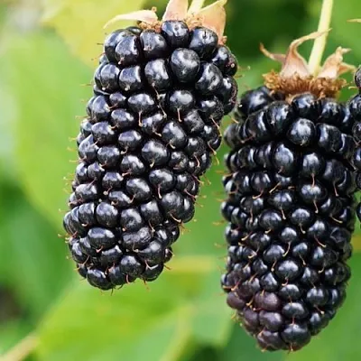 Ежевика КОЛАМБИЯ ГИГАНТ бесшипная  Ежевика КОЛАМБИЯ ГИГАНТ бесшипная в Кургане