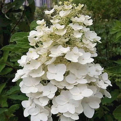 Гортензия КИУШУ метельчатая  Гортензия КИУШУ метельчатая в Кургане