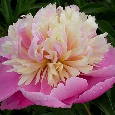 Пион ВЕСЕННЯЯ ПАЛИТРА травянистый  Пион ВЕСЕННЯЯ ПАЛИТРА травянистый в Кургане