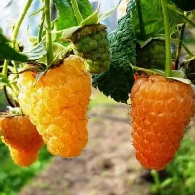 Малина ОРАНЖЕВОЕ ЧУДО  Малина ОРАНЖЕВОЕ ЧУДО в Кургане