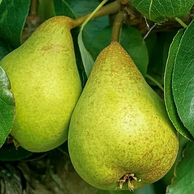 Груша Г-6 колонновидная  Груша Г-6 колонновидная в Кургане