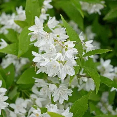 Дейция шершавая  Дейция шершавая в Кургане