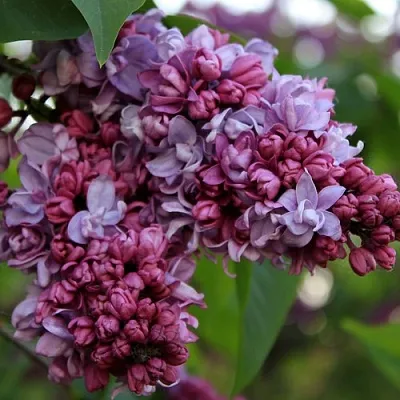 Сирень П.П.КОНЧАЛОВСКИЙ  Сирень П.П.КОНЧАЛОВСКИЙ в Кургане