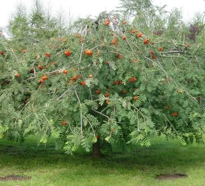 Рябина ПЛАКУЧАЯ сладкоплодная в Кургане