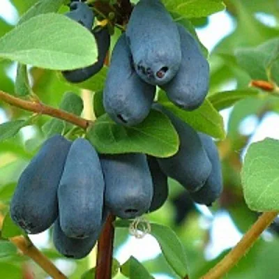 Жимолость съедобная ЮГАНА  Жимолость съедобная ЮГАНА в Кургане