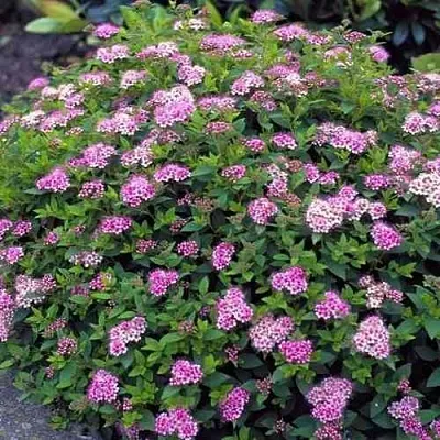 Спирея ЛИТЛ ПРИНЦЕСС японская в Кургане