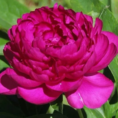 Пион БАРХАТ НОЧИ травянистый  Пион БАРХАТ НОЧИ травянистый в Кургане