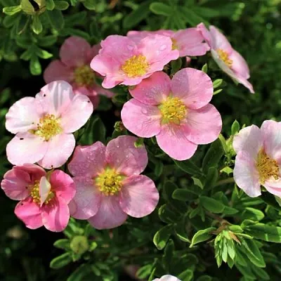 Лапчатка ЛАВЛИ ПИНК кустарниковая  Лапчатка ЛАВЛИ ПИНК кустарниковая в Кургане