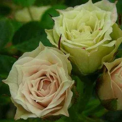 Саженцы роз ГРИН ДАЙМОНД миниатюрная  Саженцы роз ГРИН ДАЙМОНД миниатюрная в Кургане