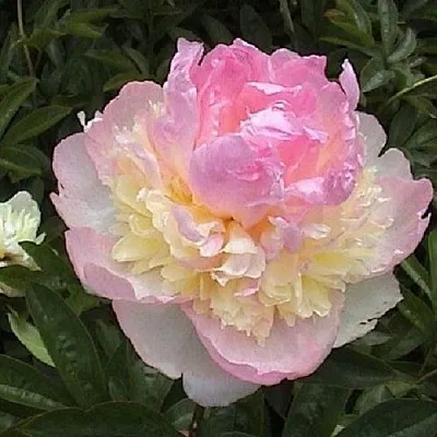 Пион РАСБЕРРИ САНДЕЙ травянистый  Пион РАСБЕРРИ САНДЕЙ травянистый в Кургане