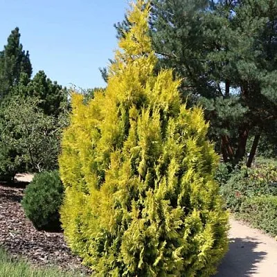 Туя СТОУНХАМ ГОЛД складчатая  Туя СТОУНХАМ ГОЛД складчатая в Кургане