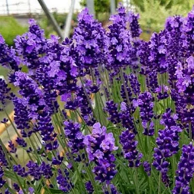 Лаванда ХИДКОТ БЛЮ узколистная  Лаванда ХИДКОТ БЛЮ узколистная в Кургане