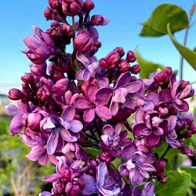 Сирень ВИОЛЕТТА  Сирень ВИОЛЕТТА в Кургане