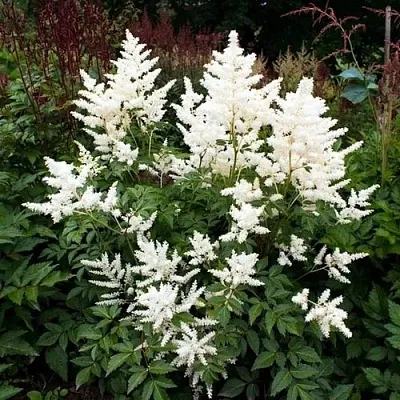 Астильба ДОЙЧЛАНД японская в Кургане