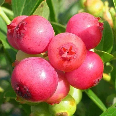 Голубика ПИНК ЛИМОНАД в Кургане