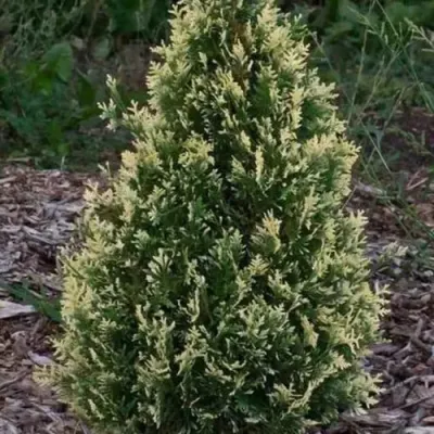 Туя БРАБАНТ ВАРИЕГАТТА западная в Кургане