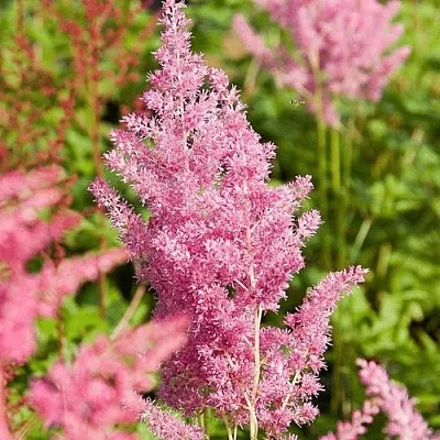 Астильба РЕЙНЛЕНД японская в Кургане