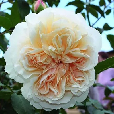 Саженцы роз ЛИЧФИЛД ЭНДЖЕЛ английская  Саженцы роз ЛИЧФИЛД ЭНДЖЕЛ английская в Кургане