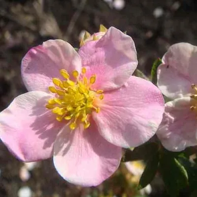 Лапчатка ПИНК КВИН кустарниковая  Лапчатка ПИНК КВИН кустарниковая в Кургане
