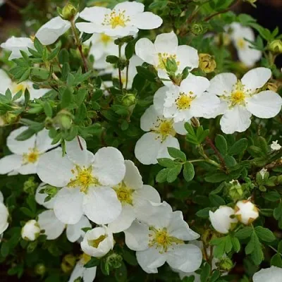 Лапчатка АББОТСВУД кустарниковая  Лапчатка АББОТСВУД кустарниковая в Кургане