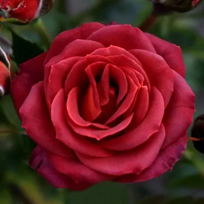 Саженцы роз ЧОКОЧИНО спрей  Саженцы роз ЧОКОЧИНО спрей в Кургане