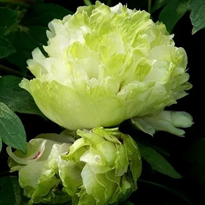 Пион ЗЕЛЕНЫЙ ШАР древовидный в Кургане