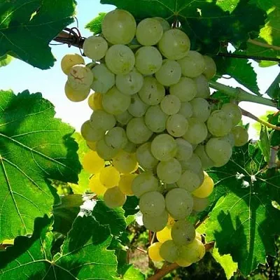 Виноград КИШМИШ МУСКАТНЫЙ  Виноград КИШМИШ МУСКАТНЫЙ в Кургане