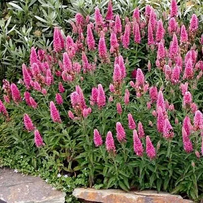 Вероника РОЗЕА колосковая в Кургане