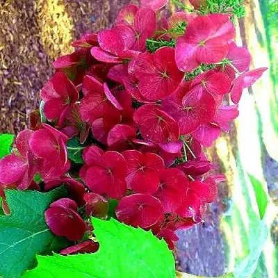 Гортензия АМЕТИСТ дуболистная  Гортензия АМЕТИСТ дуболистная в Кургане